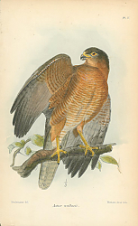 Постер Astur Wallacii 1