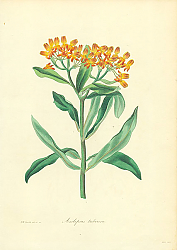 Постер Asclepias Tuberosa