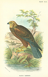 Постер Marsh-Harrier 1