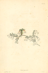 Постер Erica Rupestris 1