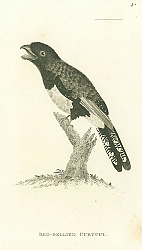 Постер Red-bellied Curucui