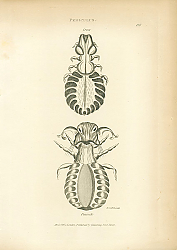 Постер Pediculus: Crow, Peacock