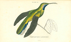 Постер Campylopterus Latipennis 1