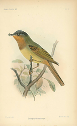 Постер Leptopogon  Erythrops 1