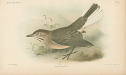 Постер Agriornis Pollens 1