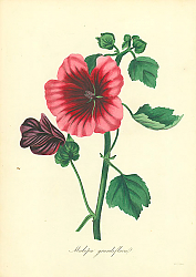 Постер Malopa Grandiflora