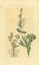 Постер Wood Sage, Wood Sanicle, Samphire 1 Постер Wood Sage, Wood Sanicle, Samphire 1