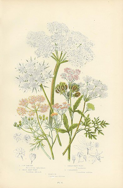 Cow Parsnip, Small Hart-wort, Great Hart-wort, Coriander, Hemlock 1
