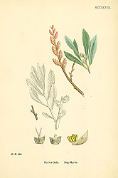 Постер Myrica Gale. Bog-Myrtle 1