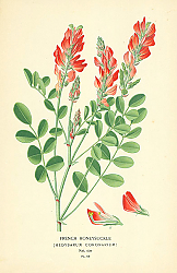 Постер French Honeysuckle (Hedysarum Coronarium) 1 Постер French Honeysuckle (Hedysarum Coronarium) 1
