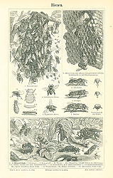 Постер Bienen 1