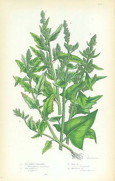 Fig leaved Goosefoot, Oak Leaved, Red, Mercury 1