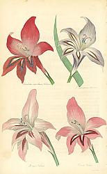 Постер Gladiolus var Queen Victoria, G. var Picta Blandas, G. var Venus, G. var Victor Постер Gladiolus var Queen Victoria, G. var Picta Blandas, G. var Venus, G. var Victor