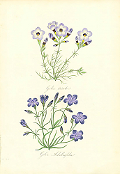 Постер Gilia Tricolor, Gilia Achilleafolia Постер Gilia Tricolor, Gilia Achilleafolia