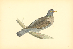 Постер Ring Dove 1