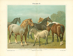 Постер Pferde II