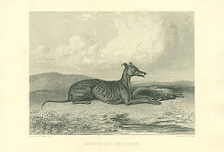 Постер Greyhound and Hare