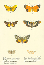 Постер Chrysauge catenulata