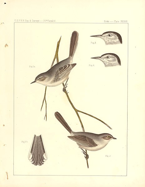 PSALTRIPARUS PLUMBEUS / POLIOPTILA PLUMBUA 1