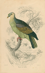 Постер Vinago Aromatica 1