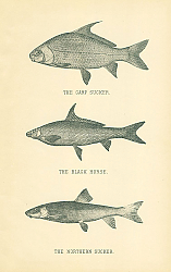 Постер The Carp Sucker, The Black Horse, The Northern Sucker 1