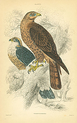 Постер Honey Buzzard 4