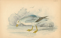 Постер Fulmar Petrel 1