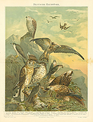 Постер Немецкие хищные птицы