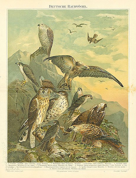 Немецкие хищные птицы