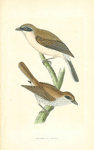 Red-backed Shrike 1