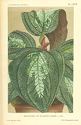 Постер Bertonerila Mlle Lucienne Linden L. Lind 1