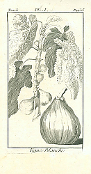 Постер Figue Blanche