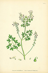 Постер Fumaria Pallidiflora. Pale Flowered Fumitory. Постер Fumaria Pallidiflora. Pale Flowered Fumitory.