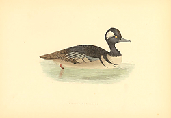 Постер Hooded Merganser 1