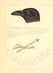 Постер CORRUS CRYPTOLEUCUS 4