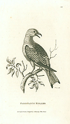 Постер Garrulous Roller