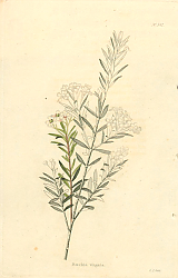 Постер Beckia Virgata 1