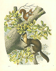 Постер Животные №3 1