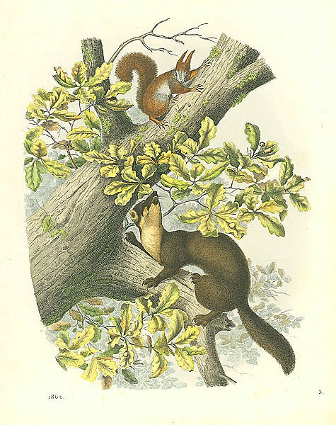 Животные №3 1