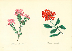 Постер Boronia Serrulata, Verbena Melindris Постер Boronia Serrulata, Verbena Melindris