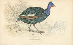 Постер Numiida Cristata 1