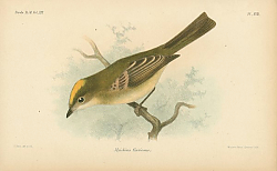 Постер Myiobius Flavicans 1