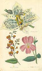 Постер Stanhopea Oculata, Chorizema Cordata Постер Stanhopea Oculata, Chorizema Cordata
