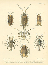 Постер Lygia oceanica, Porcellio Scaber, Munna Kroyeri 1 Постер Lygia oceanica, Porcellio Scaber, Munna Kroyeri 1