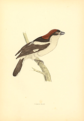 Постер Woodchat 3
