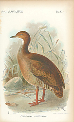 Постер Crypturus Erythropus 1