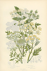 Постер Rough Chervil, Tawny Fruited c., Broad-leaved c., Sweet Cicely 1