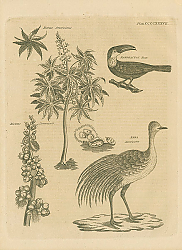 Постер Ricinus Americanus, Ramphastos Tucan, Ricinus Communis, Rhea Americana Постер Ricinus Americanus, Ramphastos Tucan, Ricinus Communis, Rhea Americana