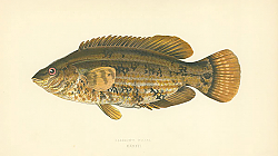 Постер Baillon's Wrass