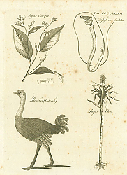 Постер Styrax Benzoin, Stylephorus Chordatus, Struthio (Ostrich), Sugar Cane Постер Styrax Benzoin, Stylephorus Chordatus, Struthio (Ostrich), Sugar Cane